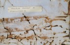 Termite Damage To Syrofoam Siding